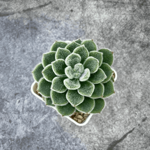 Echeveria Setosa Mexican Firecracker, Exotic Succulent, Fuzzy plant in 2'' Pot