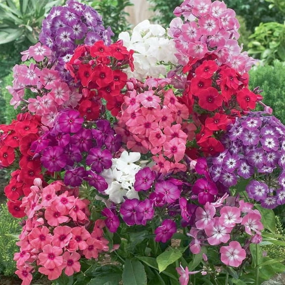 50 Pink white, Purple Phlox Seeds