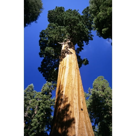 USA Low angle view of tall trees at Sequoia National Park California