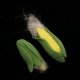 thumbnail image 5 of 5 Piezas 1/12 Alimentos Fruta Verduras en Miniatura Accesorio de Cocina de Muñeca Juguetes para Niños, 5 of 6