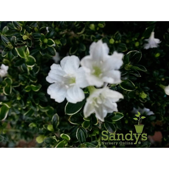 Serissa Foetida White Flower Snowrose, Tree of a Thousand Stars, 4 Inch Pot