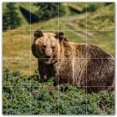 thumbnail image 1 of Picture-Tiles.com: Bear Ceramic Tile Wall Mural WAL500129-44S. 17"W x 17"H using (16) 4.25" x 4.25" Ceramic Tiles-Satin Finish, 1 of 3