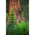 thumbnail image 2 of Miller, Anna 23x32 Black Ornate Wood Framed with Double Matting Museum Art Print Titled - Mariposa Grove-Yosemite-Sierra Mountains-California-USA, 2 of 4