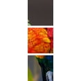 thumbnail image 2 of Great BIG Canvas Emily James Poster Print entitled Lorikeet love, 2 of 2