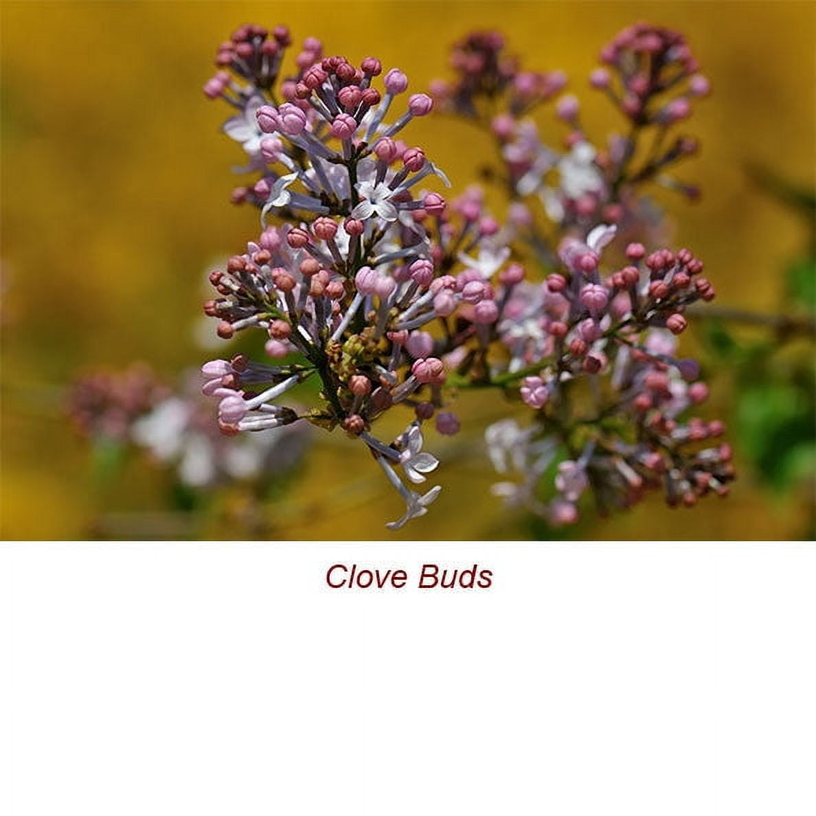 Clove Bud Organic Essential Oil 1 fl oz (30 ml) - 100% Pure and Natural by Silky Scents