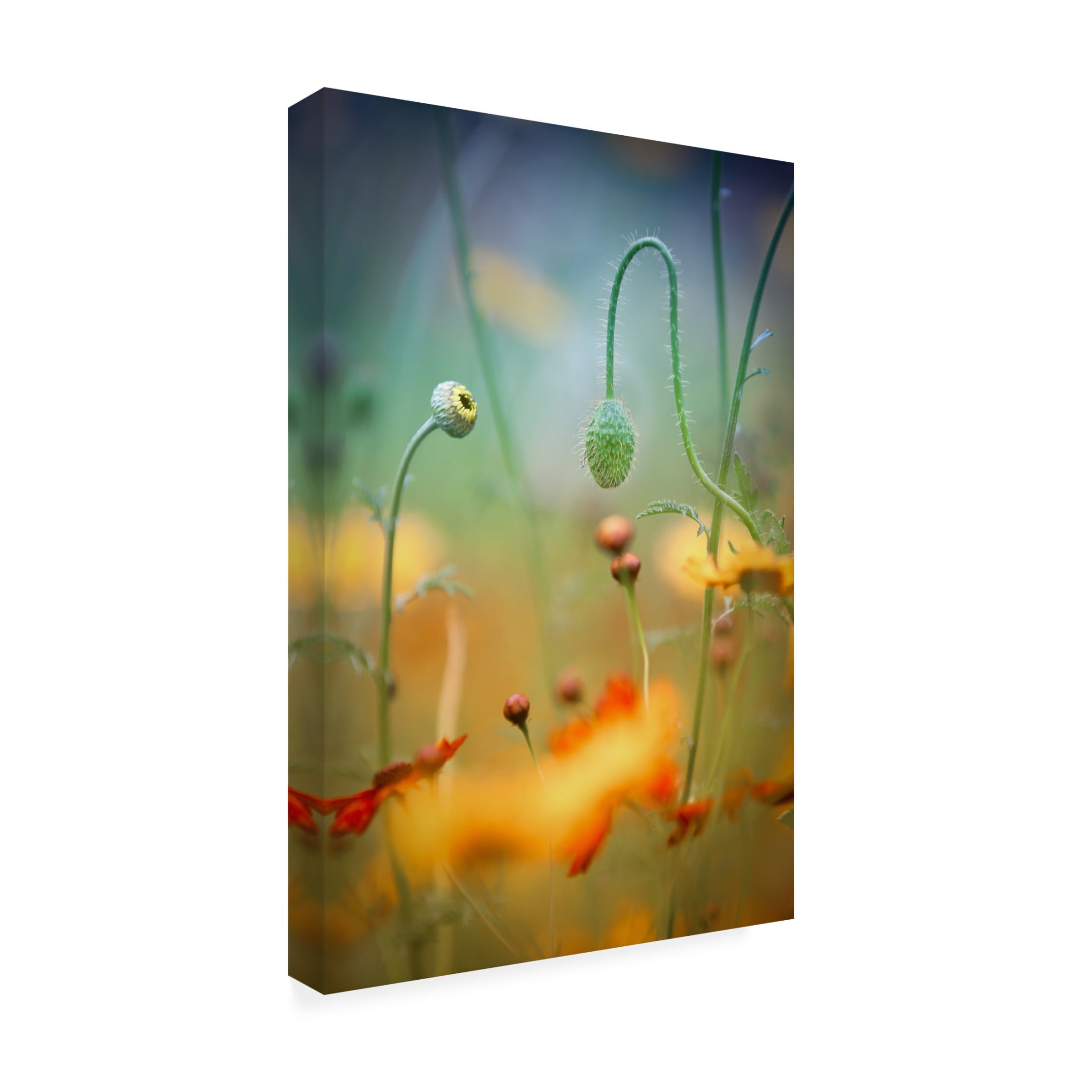 Canvas Wall Art - Steve Moore 'Poppy Field' Wall Art for Living Room, Bedroom, or Office D?cor by Trademark Fine Art - 12 x 19 Inches
