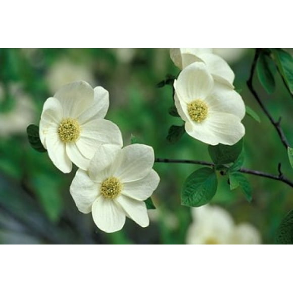 Pacific Dogwood Along Merced River, Yosemite National Park, California Poster Print by Adam Jones (35 x 24)