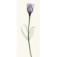 thumbnail image 2 of Coop, Robert 12x24 Black Ornate Wood Framed with Double Matting Museum Art Print Titled - Lisianthus, 2 of 4