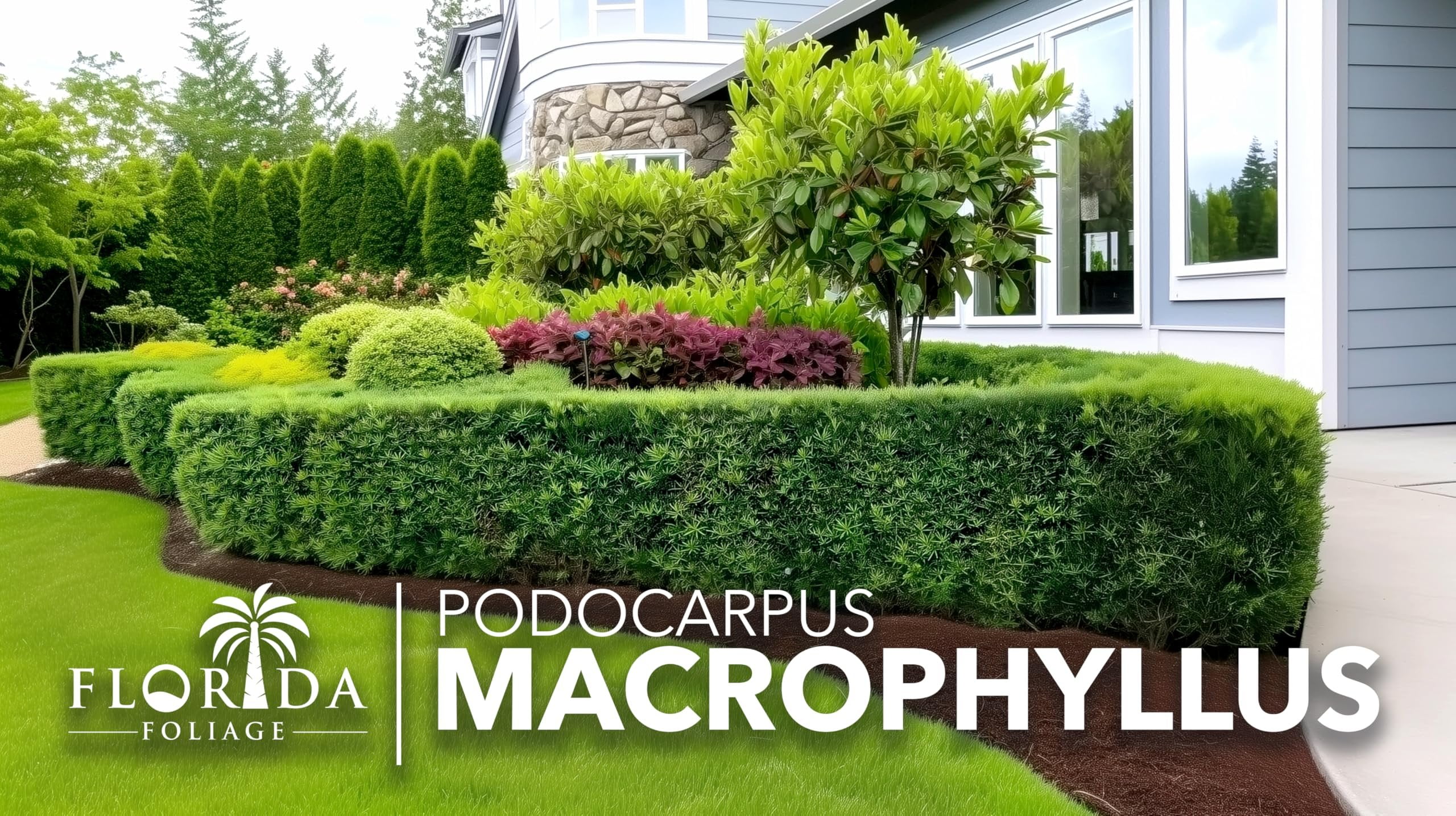 Podocarpus Macrophyllus Japanese Yew  3 Live Plants  Podocarpus macrophyllus  Privacy Hedge Shrub  Evergreen Landscaping Plants for Gardens & Borders