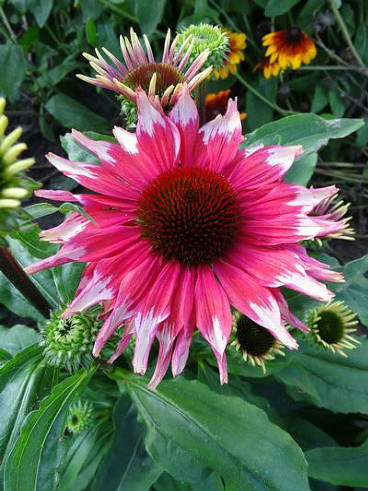 Playful Meadow Mama Coneflower Echinacea Fragrant 4" Pot