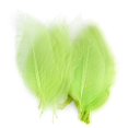 thumbnail image 2 of veasfak 4- 50Pcs Natural Catbrier Skeleton Leaf Leaves Card Scrapbook - Green 4 Pcs, 2 of 9