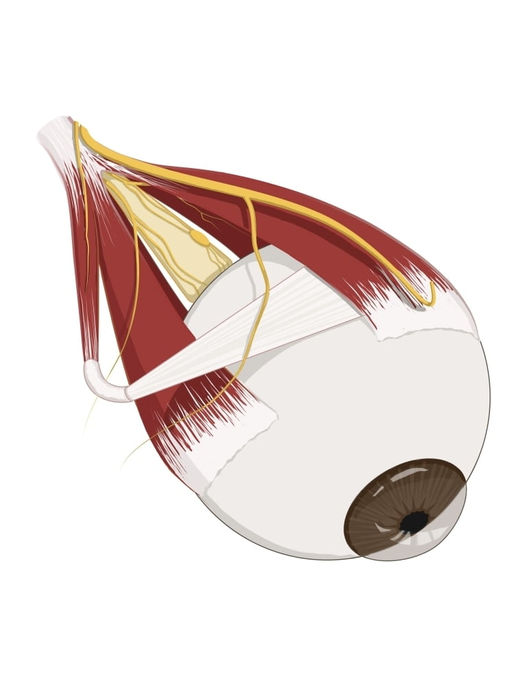 Left supramedial eye anatomy showing muscle innervation Poster Print by
