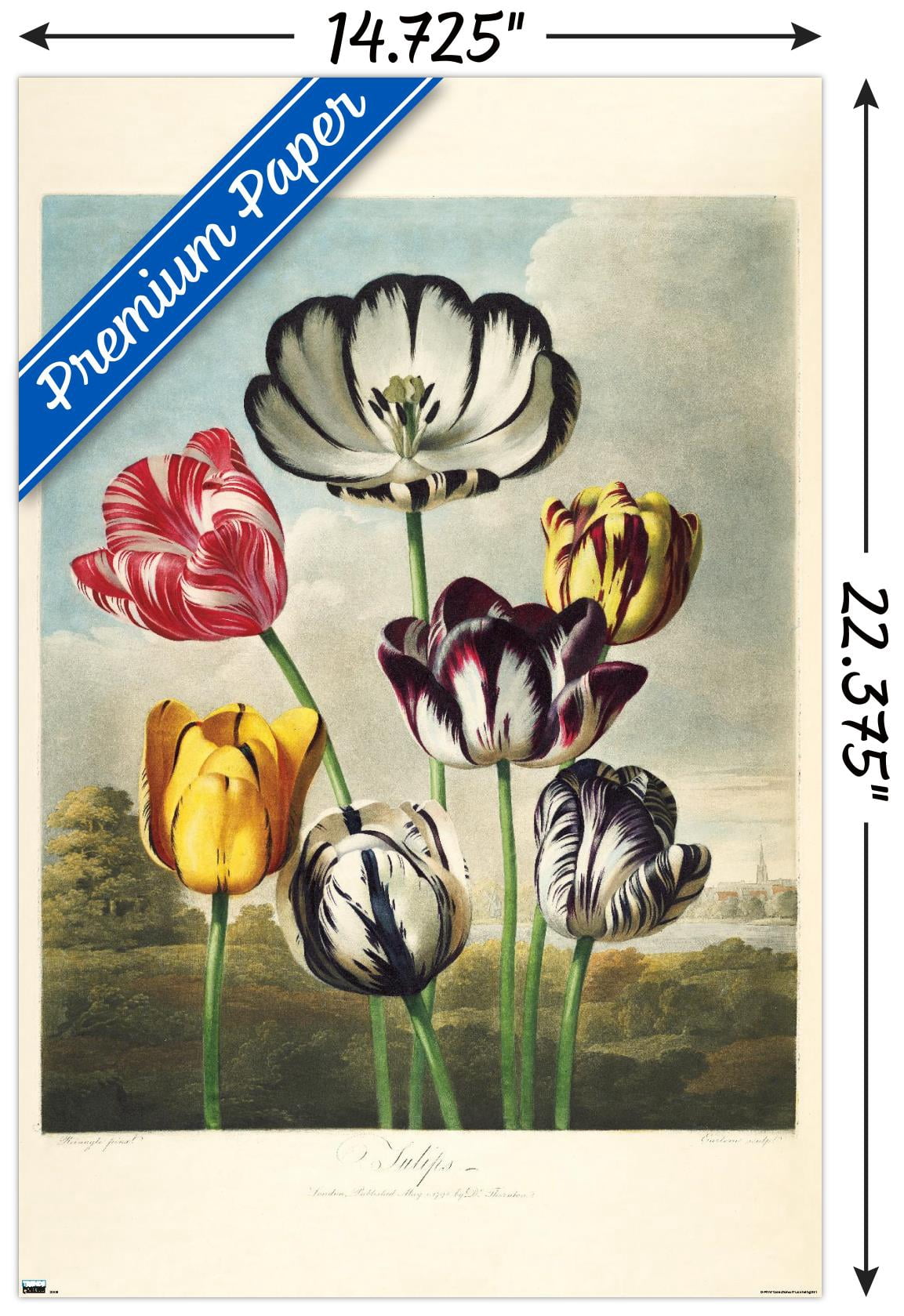 Tulips from the The Temple of Flora Wall Poster, 14.725" x 22.375"