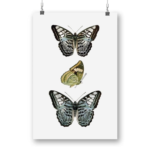 Butterfly Specimen I Poster - Vision Studio Designs,