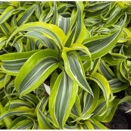 Variegated Dracaena Lemon Surprise Plants Curly Dracaena Plant Live Houseplant in 4" Pot