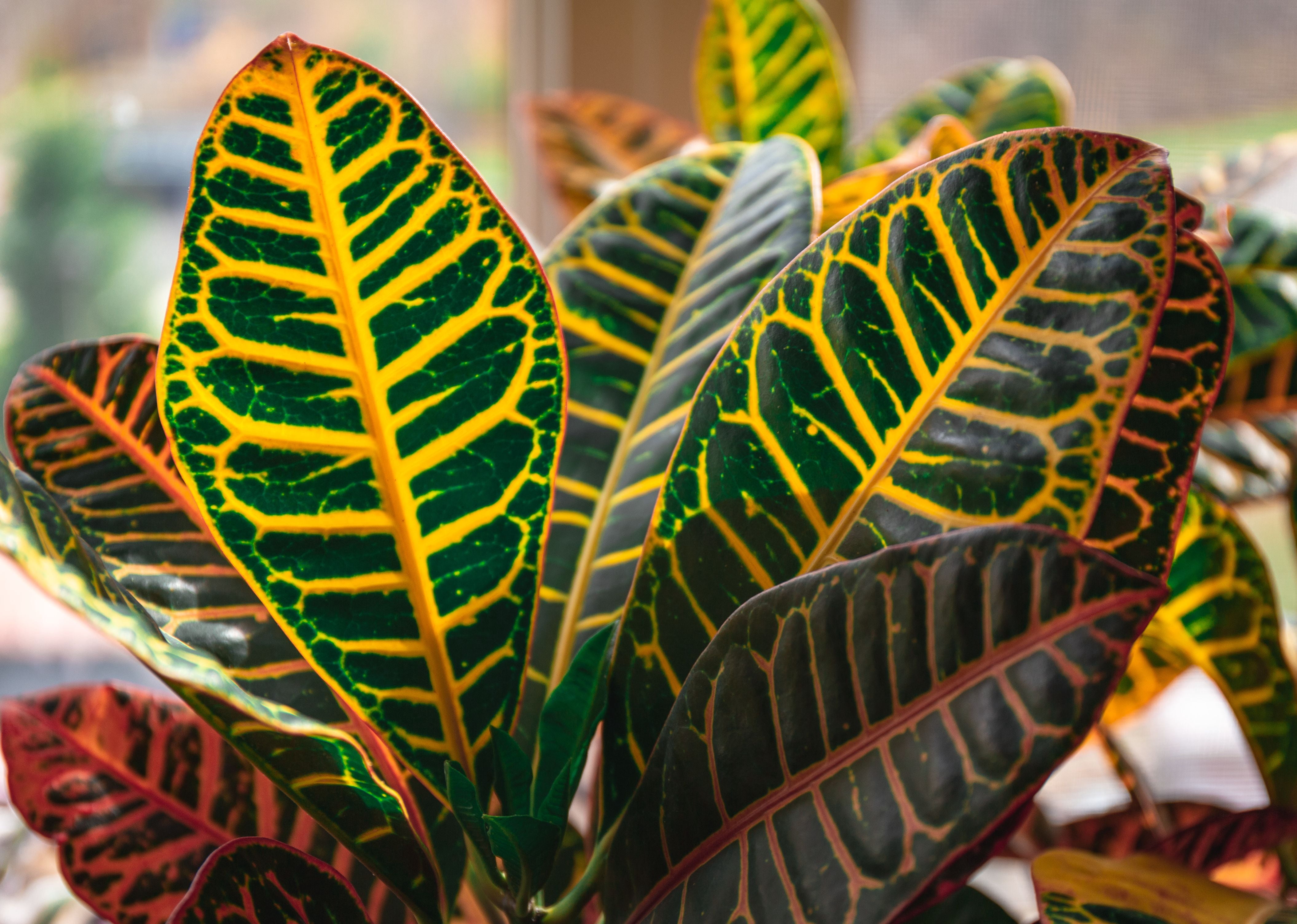 6 in Croton Petra Live Ornamental with Bright Indirect Sunlight - 2 Piece