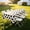 White, variant on Soccer Themed Tablecloth 108 x 54 Inch Football Field & Soccer Pattern Table Cover Game Viewing Decoration for Sports Birthday Party Supplies (1 Pack)