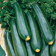 thumbnail image 4 of Ferry-Morse 2.5G Squash Black Beauty Zucchini Annual Vegetable Seeds, Full Sun, 4 of 11