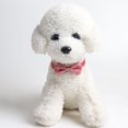 thumbnail image 2 of Mosey Cozy Kitty Collar Comfortable   for Outdoor   Easy-wearing, 2 of 7