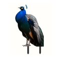 thumbnail image 2 of Outdoor Peacock Statue Garden Decor for Outside Metal Yard Art Outdoor Decoration for Lawn Backyard Party Wedding for Women, 2 of 7