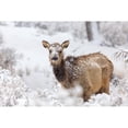thumbnail image 2 of The Yellowstone Collection 24x17 Black Modern Framed Museum Art Print Titled - Female Elk in Snow, Mammoth Hot Springs, Yellowstone National Park, 2 of 4