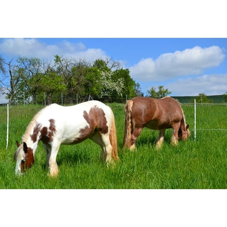 LAMINATED POSTER Coupling Animal World Graze Horse Meadow Pasture Poster Print 24 x (World Best Horse Photos)