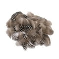 thumbnail image 6 of 50pcs Lots Dyed Guinea Hen Feather Chicken Feathers Craft, 6 of 7