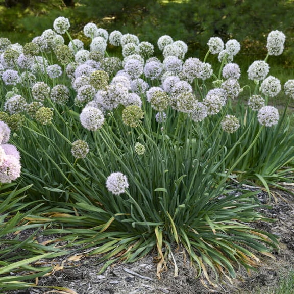 Bobblehead Ornamental Onion - 1 Gallon Container