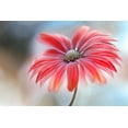 thumbnail image 2 of Disher, Mandy 18x13 White Modern Wood Framed Museum Art Print Titled - Cape Daisy*, 2 of 4