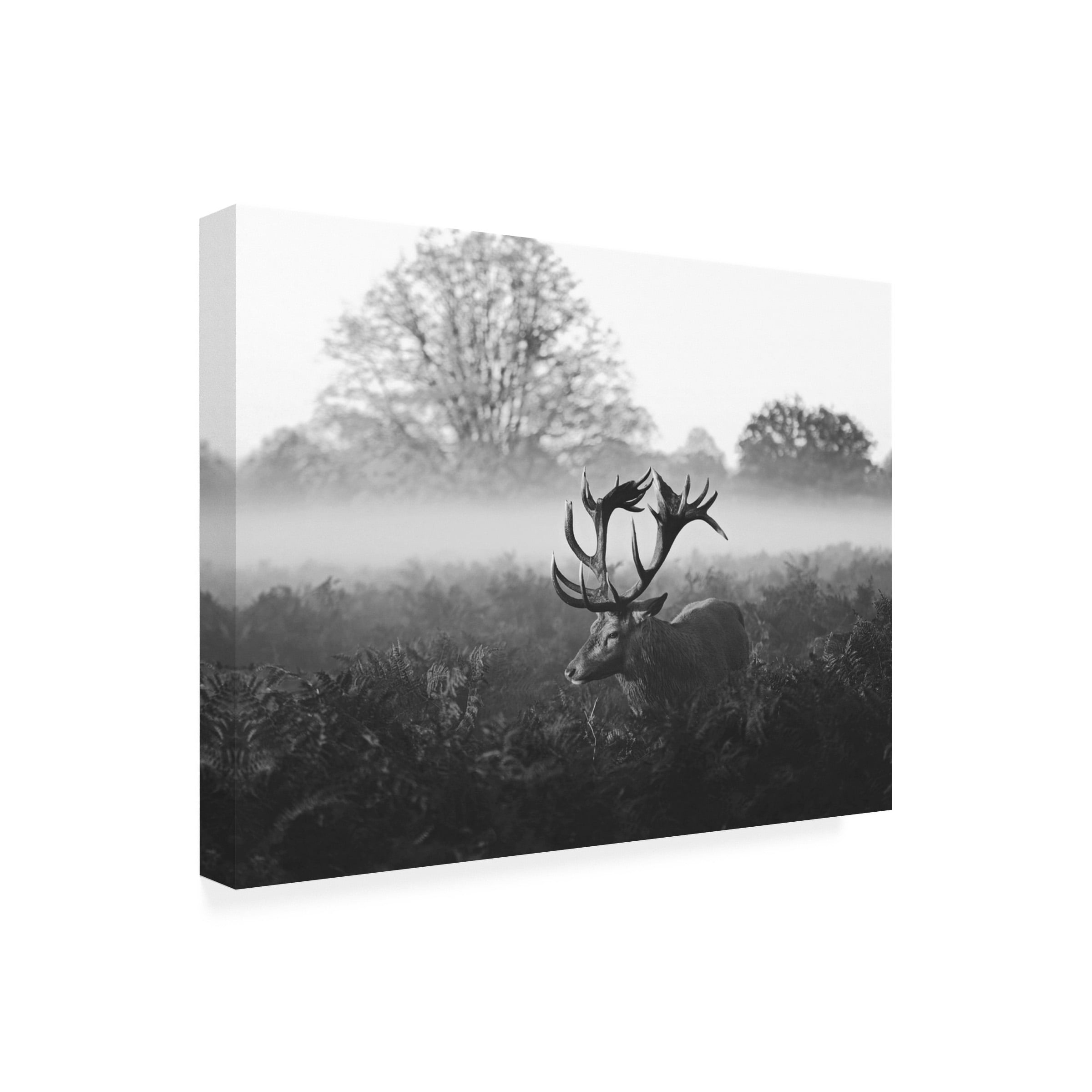 Robert Fabrowski 'Elk Stare' Canvas Art