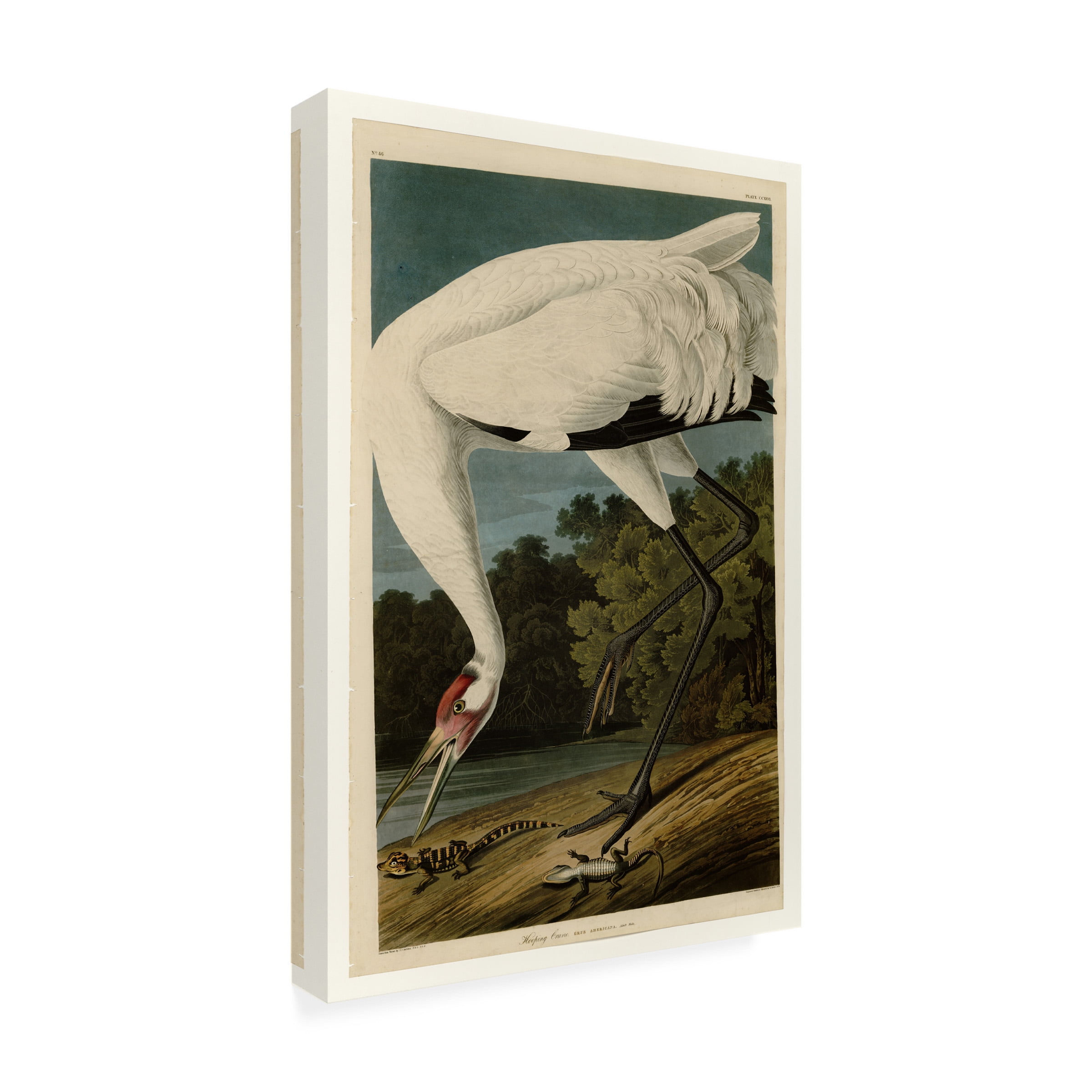 John James Audubon 'Whooping Crane' Canvas Art