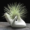 thumbnail image 1 of Air Plant Holder Cute Ceramic Mini Hand Shape Stand Airplants Tillandsia Small Container Pot Plant Decoración decorativa para el hogar para escritorio Estante de mesa JFHHH pequeña, 1 of 5