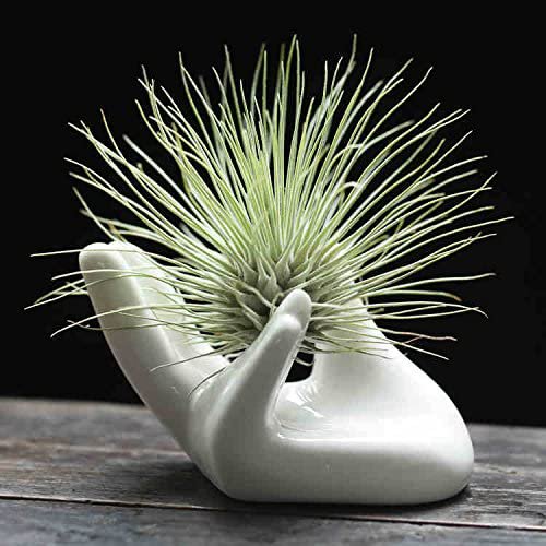 Air Plant Holder Cute Ceramic Mini Hand Shape Stand Airplants Tillandsia Small Container Pot Plant Decoración decorativa para el hogar para escritorio Estante de mesa JFHHH pequeña