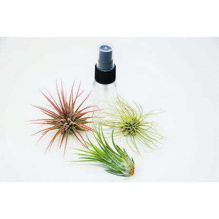 3 Pack Air Plant Assortment w/ Spray Bottle / 3 Different