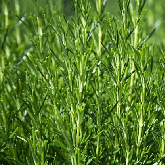 Clovers Garden Barbeque Rosemary Live Plant (2 Count)