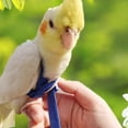 thumbnail image 4 of Pet Bird Training Toy Portable Flying Rope for Pigeons Outside Walk Adjustable, 4 of 16