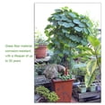 thumbnail image 3 of Maoww ABS Premium Plant And Durable For Sturdy Growth Climbing Frame Climbing Frame And Long-Term Use Climbing Frame 60 laps high and 22, 3 of 9