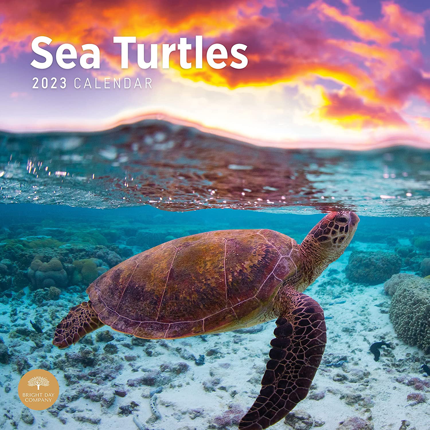 2023-sea-turtles-monthly-wall-calendar-by-bright-day-12-x-12-inch-ocean-animals-walmart