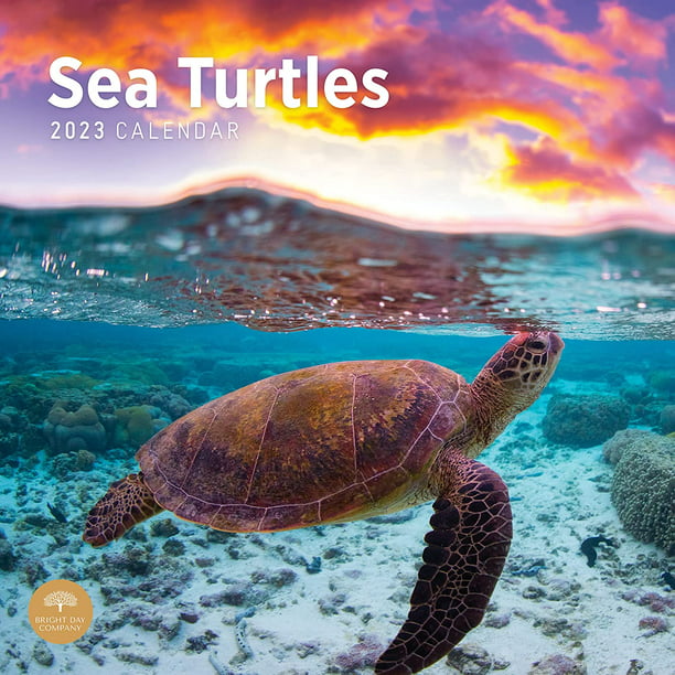 2023 Sea Turtles Monthly Wall Calendar by Bright Day, 12 x 12 Inch