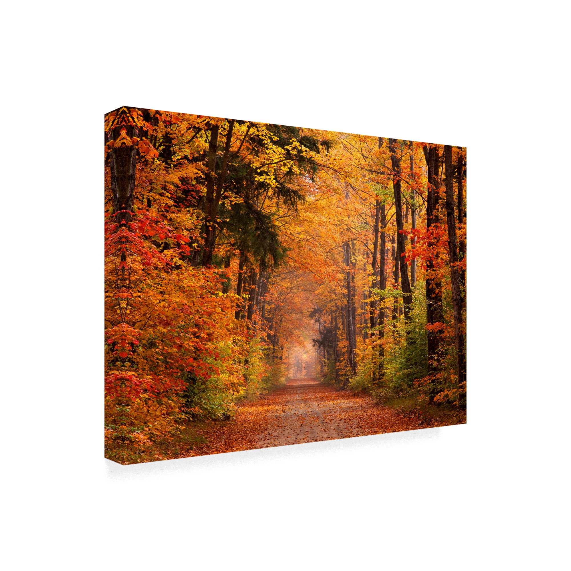 Trademark Fine Art 'Autumn Leaf Road' Canvas Art by David Hammond