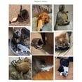 thumbnail image 3 of Juguetes para masticar de felpa Sunnimix interactivos para gatos, 3 of 8
