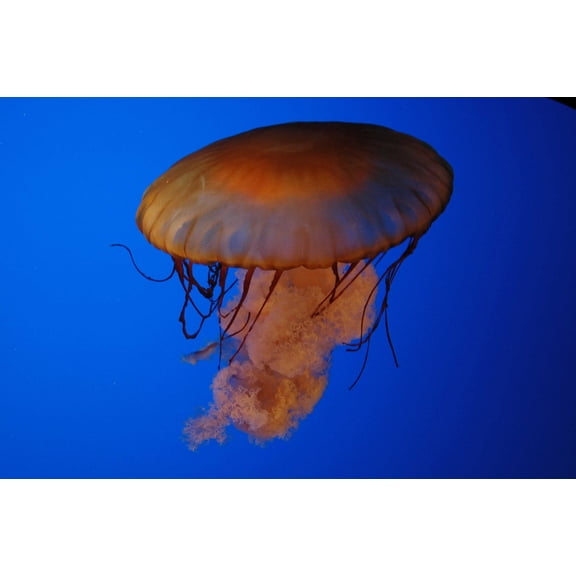 Guernsey Jellyfish II Wall Decal
