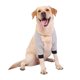 thumbnail image 1 of Protector de coderas, suave, transpirable, para aliviar el dolor, para el hombro, coderas y almohadillas para caninos (L), 1 of 4
