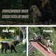 thumbnail image 3 of Arnés táctico AUROTH para perros grandes Reflective K9 Army, 3 of 8