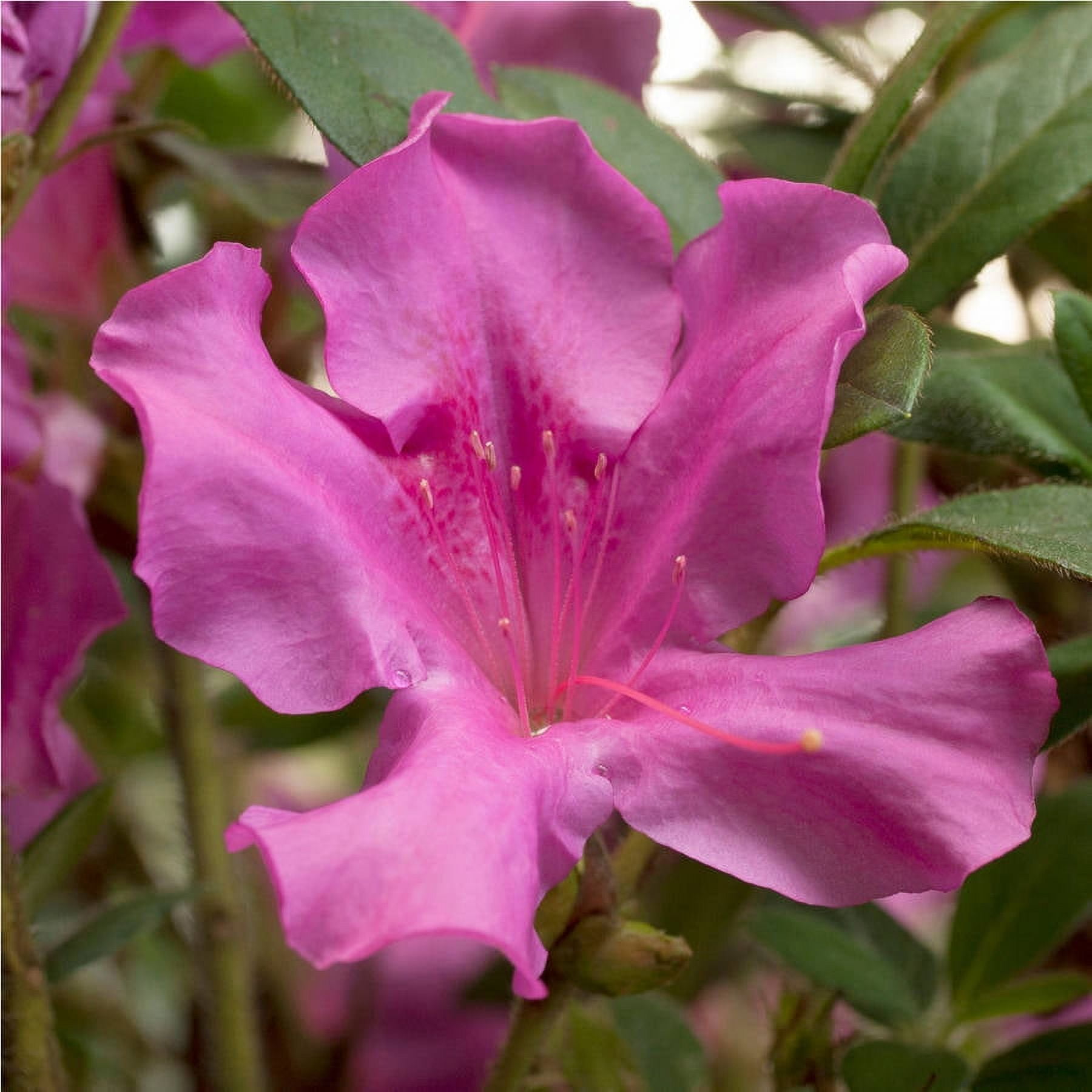 Encore Azalea Autumn Royalty (1 Gallon) Purple Flowering Shrub - Full Sun Live Outdoor Plant