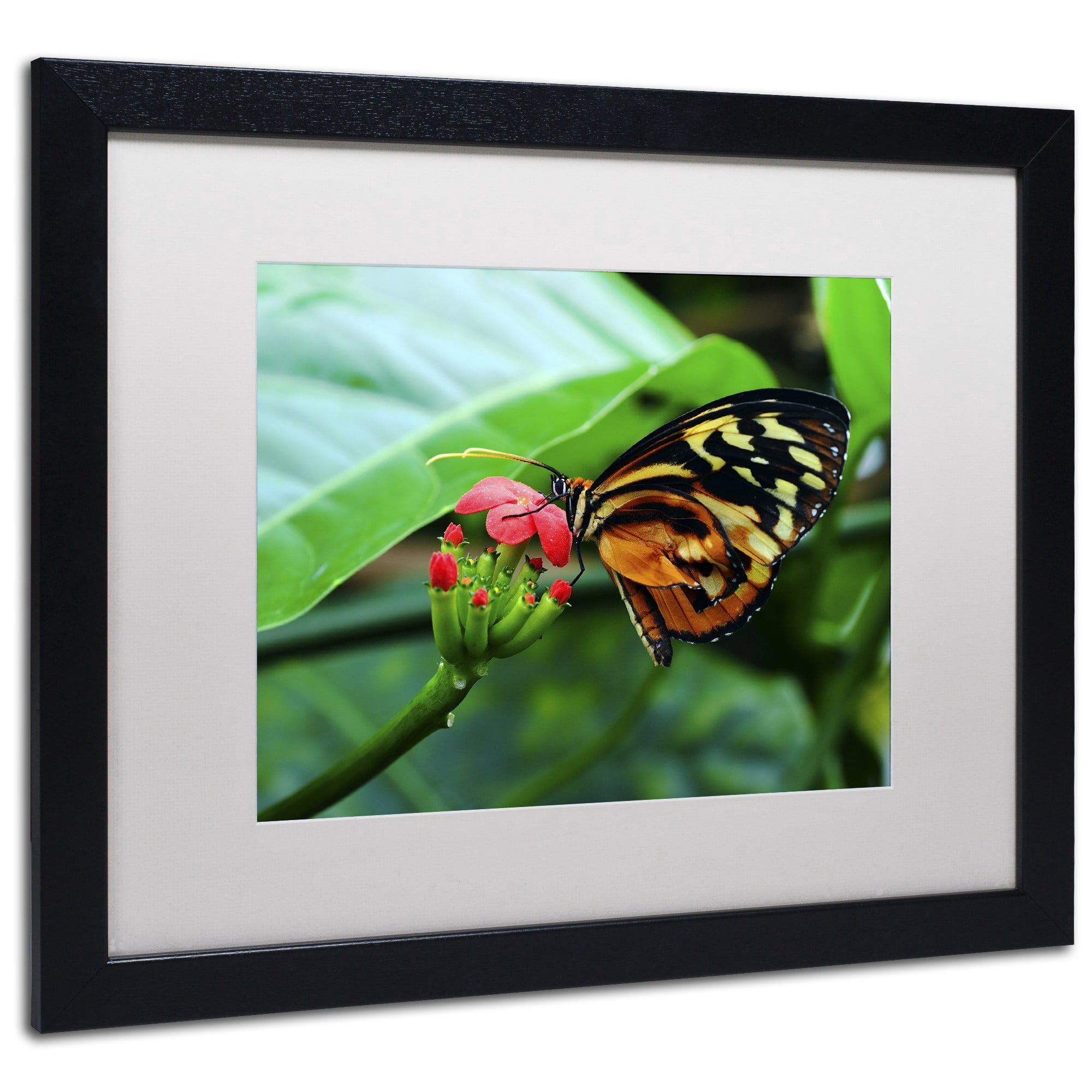 Trademark Fine Art "Cream Spotted Tigerwing" Canvas Art by Kurt Shaffer, White Matte, Wood Frame