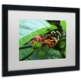 thumbnail image 4 of Trademark Fine Art "Cream Spotted Tigerwing" Canvas Art by Kurt Shaffer, White Matte, Black Frame, 4 of 4