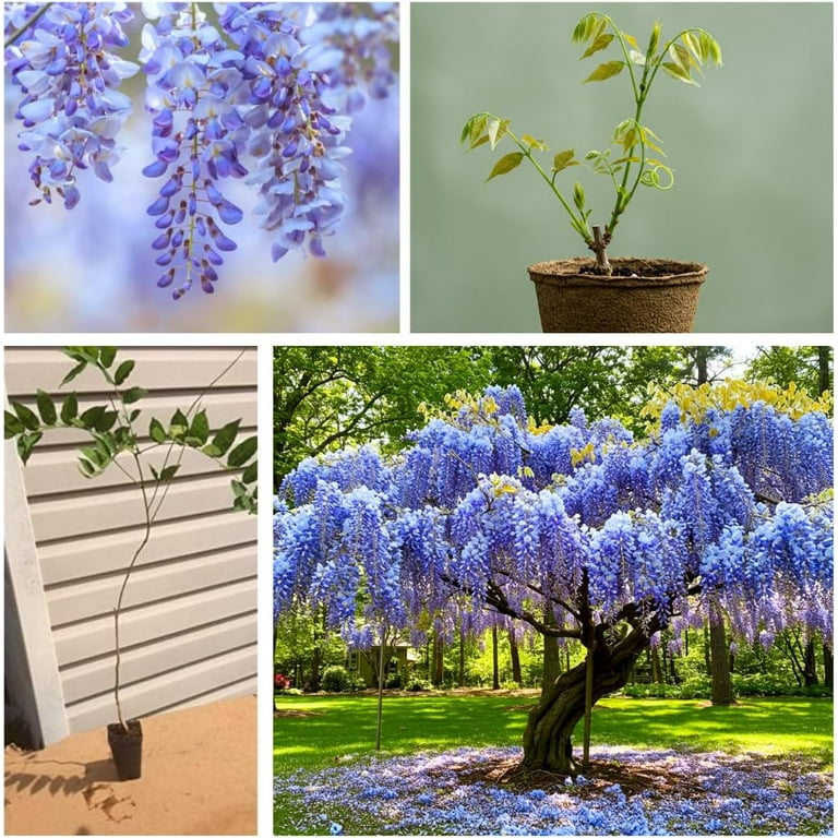 Blue Moon Wisteria Live Tree Seedling for Planting (One Seedling)