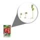 thumbnail image 2 of Semillas Jitomate tipo Saladet Vita, 2 of 5