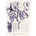 thumbnail image 2 of Unknown 23x32 White Modern Wood Framed Museum Art Print Titled - Seaweed Illustration IX, 2 of 4